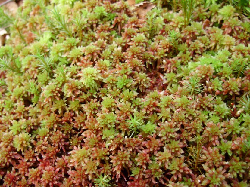Zootoca vivipara: chiedo conferma